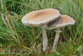 Macrolepiota mastoidea