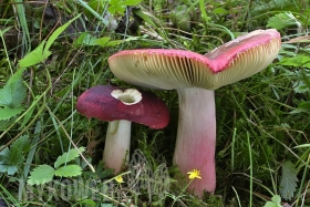 Russula xerampelina