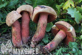 Boletus mendax