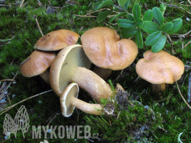 Suillus bovinus