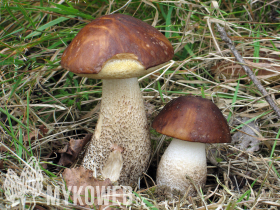 Leccinum scabrum