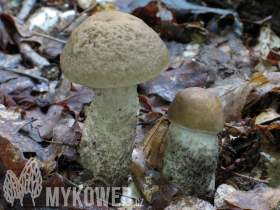 Leccinum pseudoscabrum