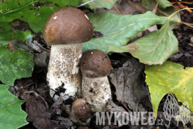 Leccinum duriusculum