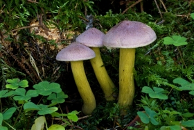 Tricholoma bufonium