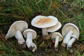 Tricholoma stiparophyllum