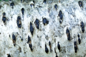 Diatrypella favacea