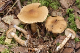 Cortinarius pholideus