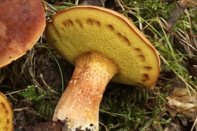 Xerocomus silwoodensis