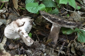 Russula anthracina