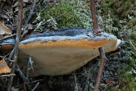 Phellinus nigricans