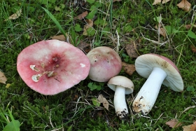 Russula exalbicans