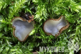 Trichophaea hemisphaerioides