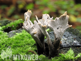 Xylaria hypoxylon