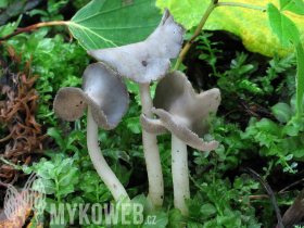 Helvella ephippium