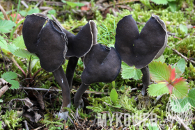 Helvella atra