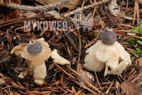 Geastrum quadrifidum