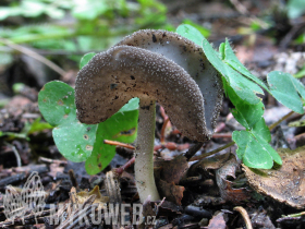 Helvella dissingii