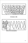 Fungi Europaei 2A Boletus Dill. ex L. (Suppl.) (1991)-C. L. Alessio