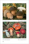 Fungi Europaei 2 Boletus s.l. (2005)-J. A. MUÑOZ