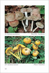 Fungi Europaei 5A Entoloma s.l. (Suppl.) (2004)-M. E. Noordeloos
