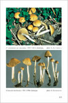 Fungi Europaei 11 Conocybe - Pholiotina (2008)-A. Hausknecht