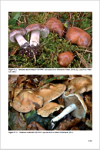 Fungi Europaei 14 Hebeloma (Fr.) P. Kumm. (2016)-H. J. Beker-U. Eberhardt & J. Vesterholt