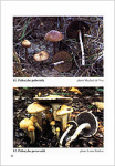 Pholiota, Psilocybe And Panaeolus - NOORDELOOS M.E.