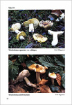 Tricholoma - RIVA A.