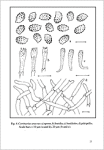 Interesting macromycetes found in the Czech and Slovak Republics - ANTONIN V. - SKUBLA P.