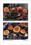 M. Bon & P. Roux-Le genre Gymnopilus Karst. en Europe