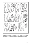 M. Bon & P. Roux-Le genre Gymnopilus Karst. en Europe