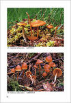 A. De Haan & R. Walleyn-Studies in Galerina - Galerinae Flandriae (1)