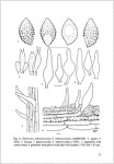 A. De Haan & R. Walleyn-Studies in Galerina - Galerinae Flandriae (2)