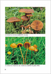 A. De Haan & R. Walleyn-Studies in Galerina - Galerinae Flandriae (2)