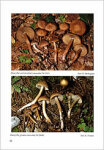 E. Ferrari-Inocybe alpine e subalpine I