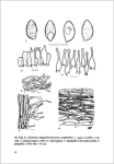 A. De Haan & R. Walleyn-Studies in Galerina - Galerinae Flandriae (3)