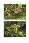 E.F. Malysheva & T. Yu. Svetasheva-Rare and noteworthy species of agarics from the Western Caucasus