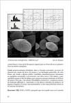 G.I.C.-Cortinarius Ibero-insulares IV