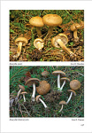 E.Ferrari-D.Bandini-F.Boccardo-Inocybe III