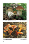 Flora Agaricina Neerlandica vol.7 (2018)-Machiel E. Noordeloos, Thomas W. Kuyper, Inge Somhorst &Else C. Vellinga Tavole di Ani