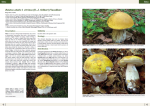 European Boletes 1 (2025)- M. Mikšík, M. Gelardi, G. Simonini