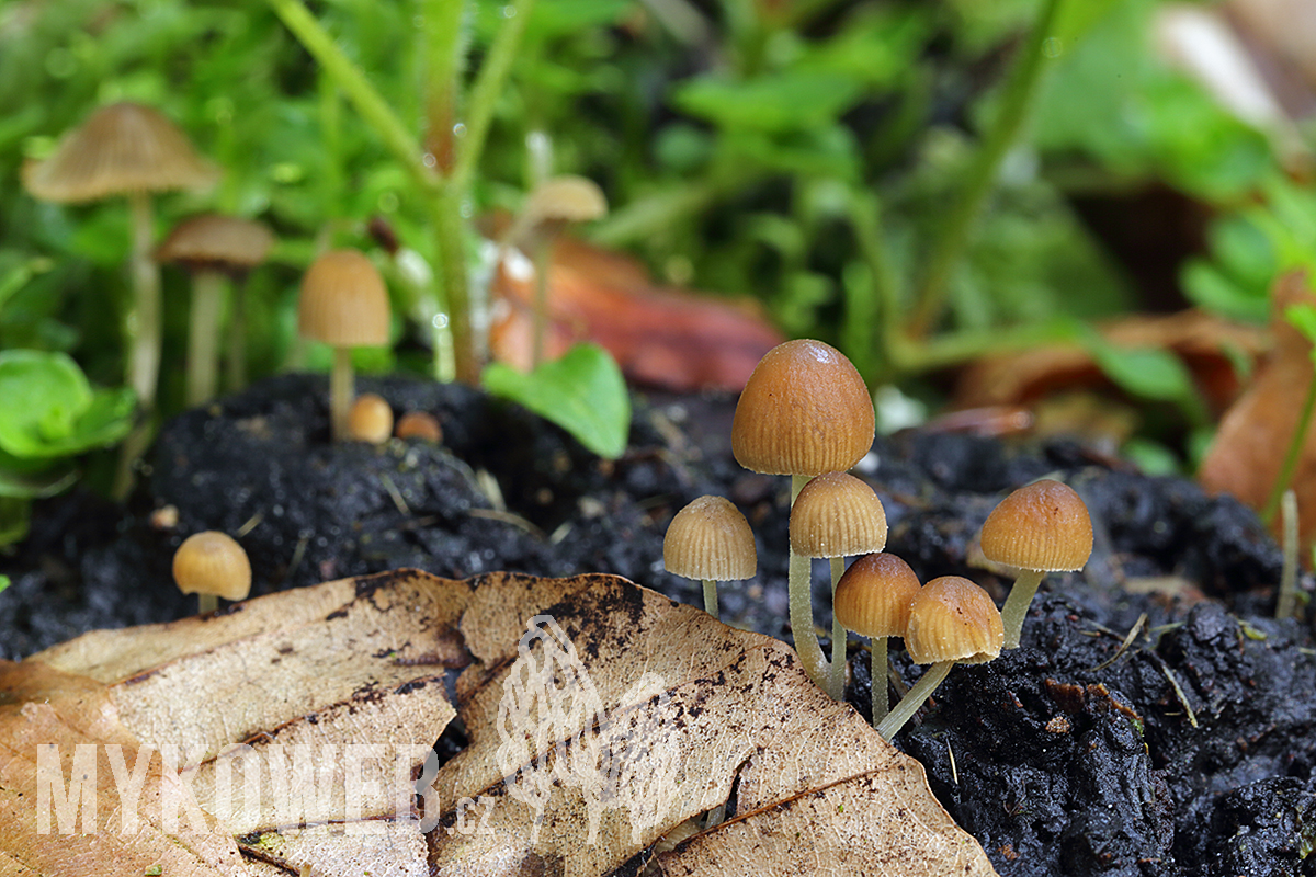 křehutka výkalová (Psathyrella tenuicula)