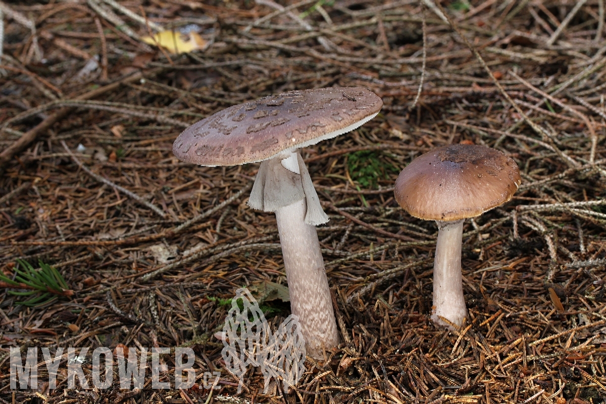 muchomůrka porfírová (Amanita porphyria)