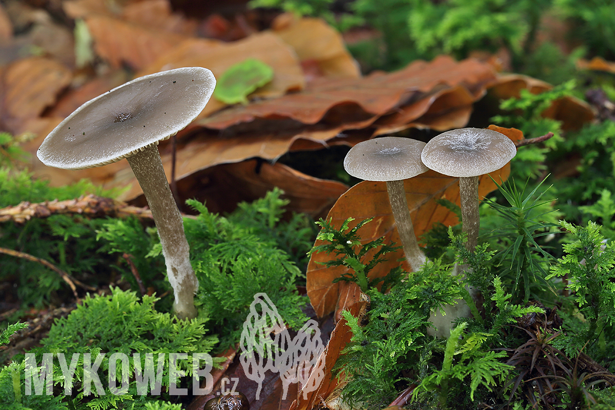 strmělka žlábkovitá (Clitocybe vibecina)