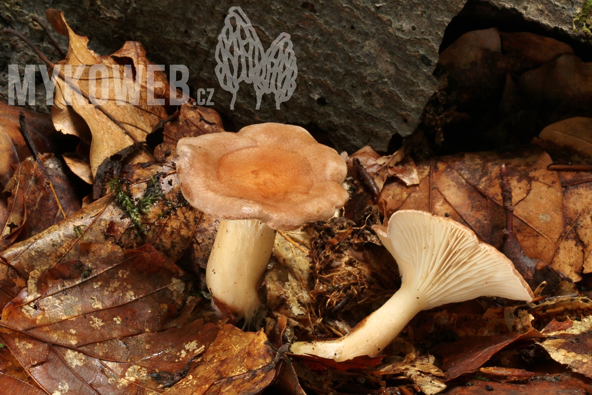 strmělka žebernatá (kosťovitá) (Clitocybe costata)